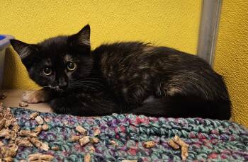 Snickers -  Domestic Medium Hair Cat for Adoption in Fall River, Massachusetts - Snickers | PetCurious