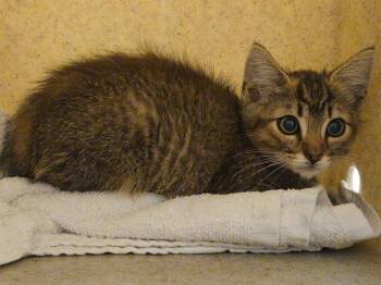 TAPIOCA -  Domestic Short Hair Cat for Adoption in Tustin, California - TAPIOCA | PetCurious
