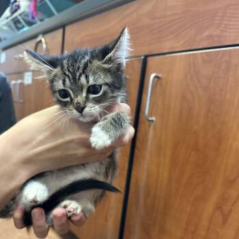 Domestic Short Hair Cats Available for Adoption in Port Charlotte, Florida - Rollie Pollie | PetCurious