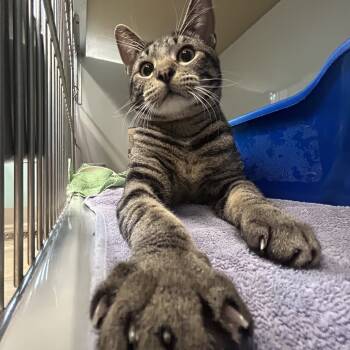 Rescue Domestic Short Hair Cats for Adoption in Saint Charles, Missouri - Tad | PetCurious