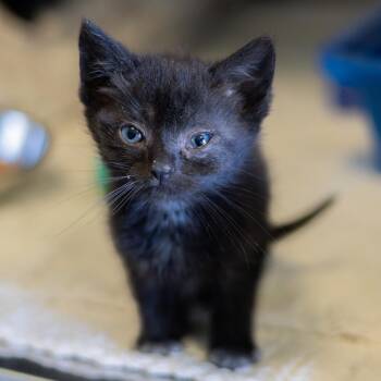 Aria -  Domestic Short Hair Cat for Adoption - Aria | PetCurious