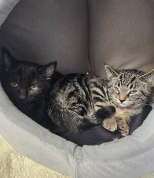 George & Roger -  Domestic Short Hair Cat for Adoption in Medfield, Massachusetts - George & Roger | PetCurious