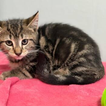 Black Krim -  Domestic Short Hair Cat for Adoption in Brownsboro, Alabama - Black Krim | PetCurious