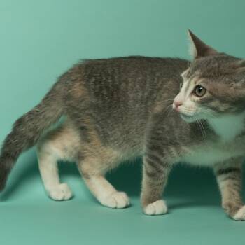 Nova -  Domestic Short Hair Cat for Adoption in Tipton, Indiana - Nova | PetCurious