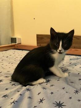 FELIX JR -  Domestic Short Hair Cat for Adoption in Kent, Washington - FELIX JR | PetCurious