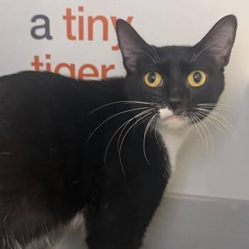 Darla Hood -  Domestic Short Hair Cat for Adoption in Los Angeles, California - Darla Hood | PetCurious