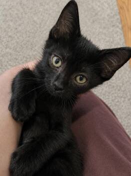 Scrabble (purr machine, outgoing, lap kitty) -  Domestic Short Hair Cat for Adoption in Lemoyne, Pennsylvania - Scrabble (purr Machine, Outgoing, Lap Kitty) | PetCurious