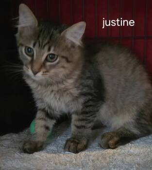 Justine -  Domestic Medium Hair Cat for Adoption in Oviedo, Florida - Justine | PetCurious