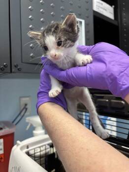 Domestic Short Hair Cats Available for Adoption in Palmetto, Florida - DALLAS | PetCurious