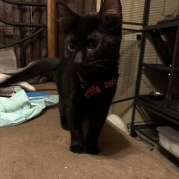 Weston -  Domestic Short Hair Cat for Adoption in Tuttle, Oklahoma - Weston | PetCurious