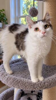Dirtie Gertie -  Domestic Short Hair Cat for Adoption in Kenhorst, Pennsylvania - Dirtie Gertie | PetCurious