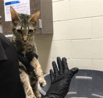 Domestic Short Hair Cats Available for Adoption - SPOONS | PetCurious