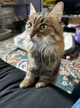 Rescue Domestic Long Hair Cats for Adoption in Bellmawr, New Jersey - Marbie And Chunk | PetCurious
