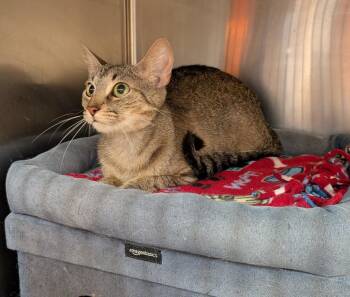Nayla -  Domestic Medium Hair Cat for Adoption in Tucson, Arizona - Nayla | PetCurious