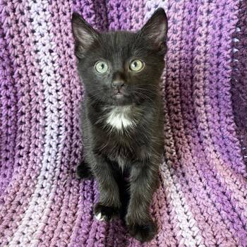 Rescue Domestic Short Hair Cats for Adoption in Mt. Juliet, Tennessee - Bishop | PetCurious