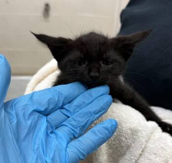 (700) -  Domestic Short Hair Cat for Adoption in Marietta, Georgia - (700) | PetCurious