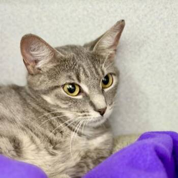 Charlotte -  Domestic Short Hair Cat for Adoption in Atlanta, Georgia - Charlotte | PetCurious