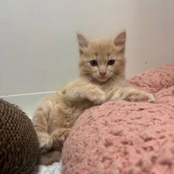 Domestic Long Hair Cats Available for Adoption in Buellton, California - Barley | PetCurious