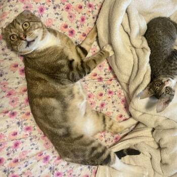 Buddy Van Buren -  Domestic Short Hair Cat for Adoption in New York, New York - Buddy Van Buren | PetCurious