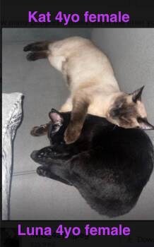 Domestic Short Hair Cats Available for Adoption - Luna | PetCurious