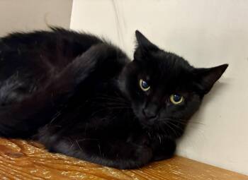 Rescue Domestic Short Hair Cats for Adoption in Louisa, Kentucky - OILY | PetCurious