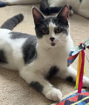 Rolo -  Domestic Short Hair Cat for Adoption in Lenexa, Kansas - Rolo | PetCurious