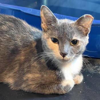 Pinky (2026) -  Domestic Short Hair Cat for Adoption in Skokie, Illinois - Pinky (2026) | PetCurious
