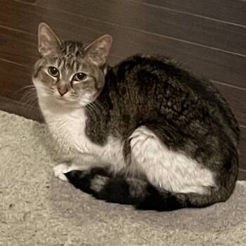 Rescue Domestic Short Hair Cats for Adoption in Rochester, Minnesota - Sophie | PetCurious