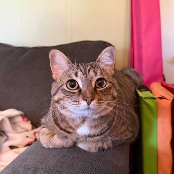 Lucy -  Domestic Short Hair Cat for Adoption in Lynchburg, Virginia - Lucy | PetCurious