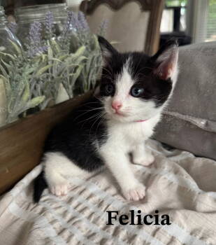 Rescue Domestic Short Hair Cats for Adoption in Buford, Georgia - Felicia | PetCurious
