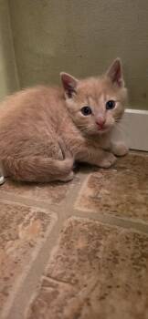 Ashani -  Domestic Short Hair Cat Available for Adoption in Kenosha, Wisconsin - Ashani | PetCurious
