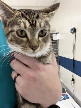 Rescue Domestic Short Hair Cats for Adoption in Grapevine, Texas - Bretta | PetCurious