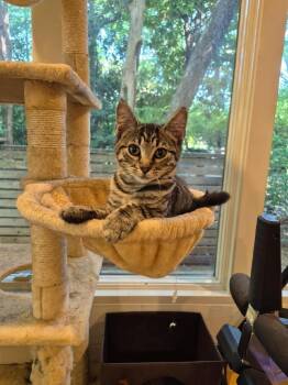 Lulu -  Tabby and Domestic Short Hair Cat for Adoption in Dallas, Texas - Lulu | PetCurious