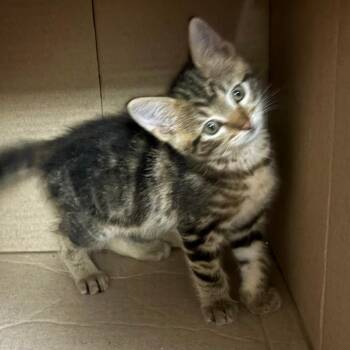 Ozzy (pink collar) -  Domestic Short Hair Cat for Adoption in Manhattan, Kansas - Ozzy (pink Collar) | PetCurious