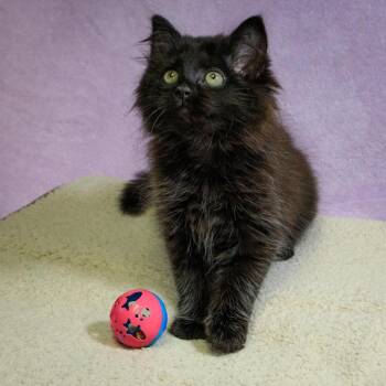 Appt. Pending - Gisele -  Domestic Long Hair Cat Available for Adoption in Versailles, Kentucky - Appt. Pending - Gisele | PetCurious