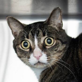 Pilex -  Domestic Short Hair Cat for Adoption in Middletown, Rhode Island - Pilex | PetCurious