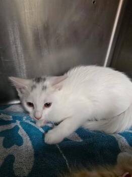FETA -  Domestic Short Hair Cat for Adoption in Rancho Cucamonga, California - FETA | PetCurious