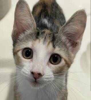 Rescue Calico and Tabby Cats for Adoption in Spring, Texas - Olympia-Portofino PetSmart | PetCurious