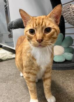 Pot Roast- WAIVED FEE -  Domestic Short Hair Cat for Adoption in Pierceton, Indiana - Pot Roast- WAIVED FEE | PetCurious
