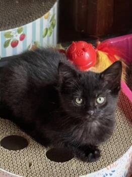 Domestic Short Hair Cats Available for Adoption in Murfreesboro, Tennessee - Batman | PetCurious