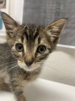 Clover -  Domestic Short Hair Cat for Adoption in Sacramento, California - Clover | PetCurious