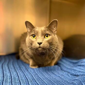 Stormy -  Domestic Short Hair Cat for Adoption in Milan, Illinois - Stormy | PetCurious