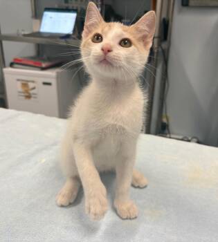 Snorunt -  Domestic Short Hair Cat for Adoption in Raleigh, North Carolina - Snorunt | PetCurious