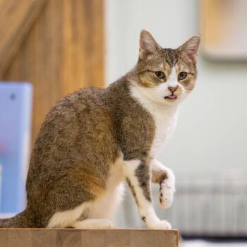 Rescue Domestic Short Hair Cats for Adoption in Durango, Colorado - Bridget | PetCurious