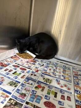 Auggie -  Domestic Short Hair Cat for Adoption in Shreveport, Louisiana - Auggie | PetCurious