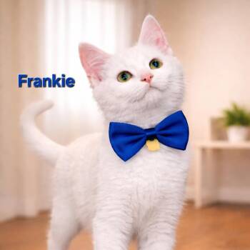 Domestic Medium Hair Cats Available for Adoption in Quincy, Ohio - Frankie | PetCurious