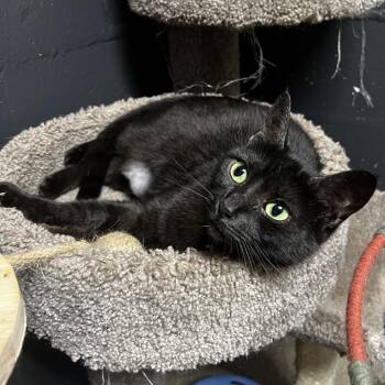 Olive -  Domestic Short Hair Cat for Adoption in Birmingham, Alabama - Olive | PetCurious