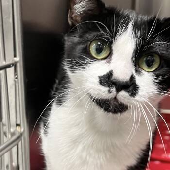 Rescue Domestic Short Hair Cats for Adoption in Fairfax Station, Virginia - Monica | PetCurious