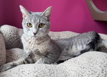 Rescue Domestic Short Hair Cats for Adoption in Willmar, Minnesota - Shayla | PetCurious