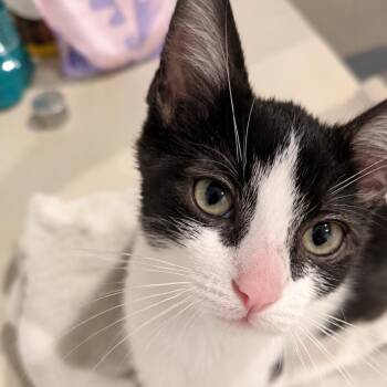 Purrelli -  Domestic Short Hair Cat for Adoption in Antioch, California - Purrelli | PetCurious